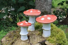 Pilze Bild 4