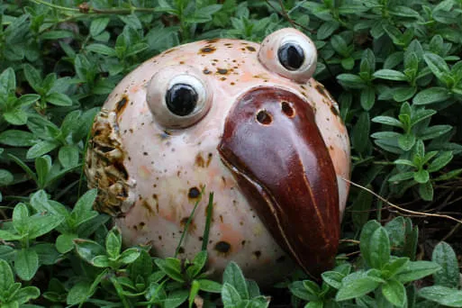 Vogel-mit-grossen-Schnabel Vogel-mit-grossen-Schnabel