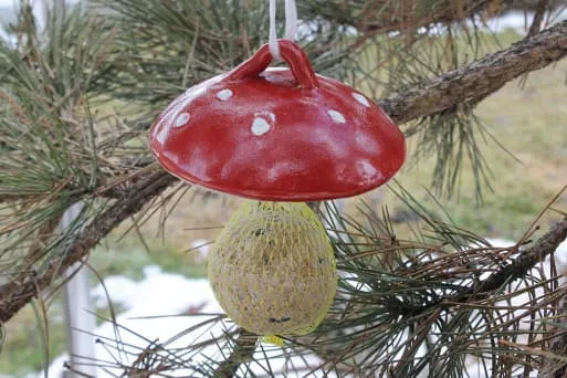 Meisenknoedeldach-Pilz Meisenknoedeldach-Pilz